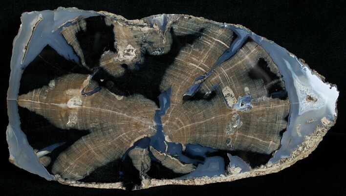 Blue Forest Petrified Wood Slice - x #6201
